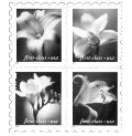Graphic illustrates the stamp described in the text below it.